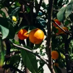 Cytrusy.com.pl